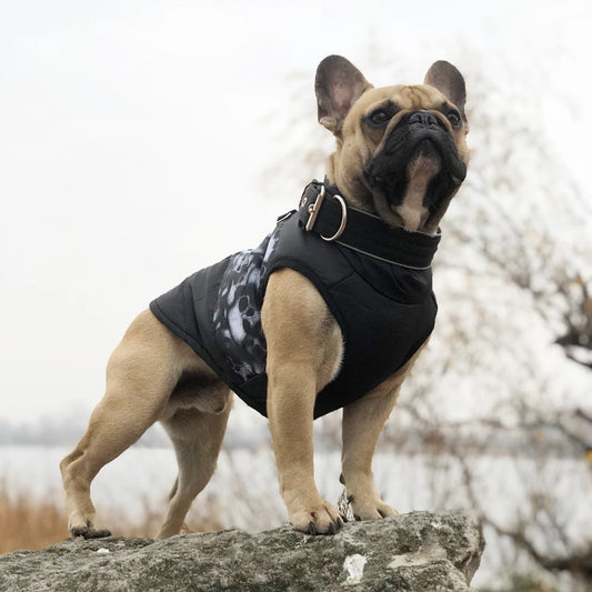 Trendy Dog Jackets with Windproof Tech